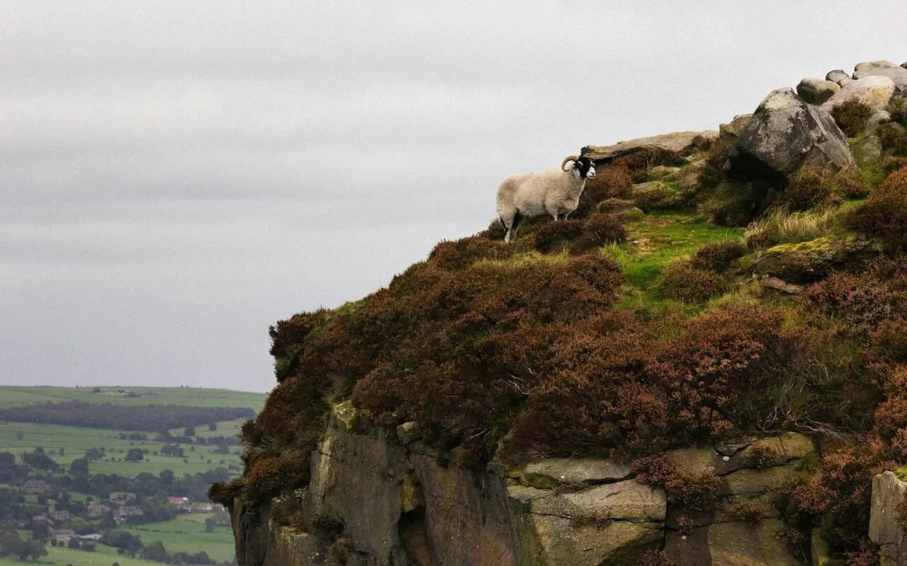 White sheep in green field