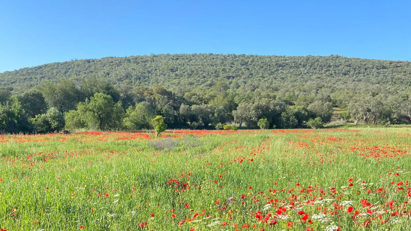 Field of grass and red flowers with hills and trees in background