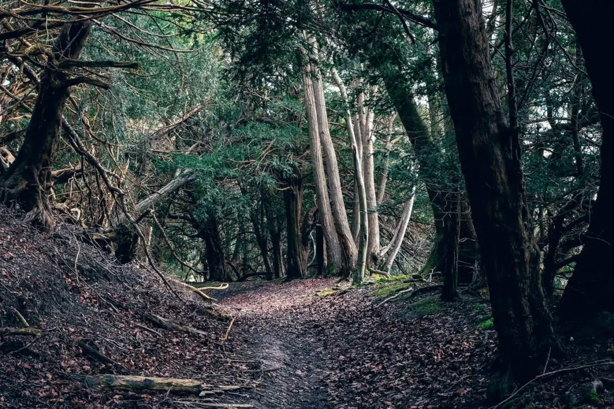 Forest path on the North Downs Way hiking trail