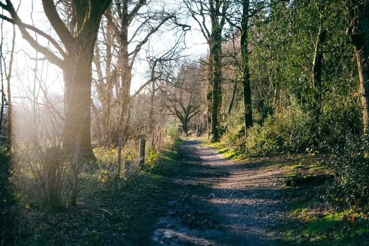 Wide hiking trail in forest, sun shining through the trees