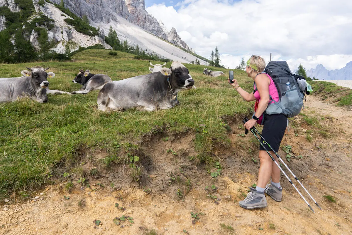 Woman taking picture of a cow laying in the grass