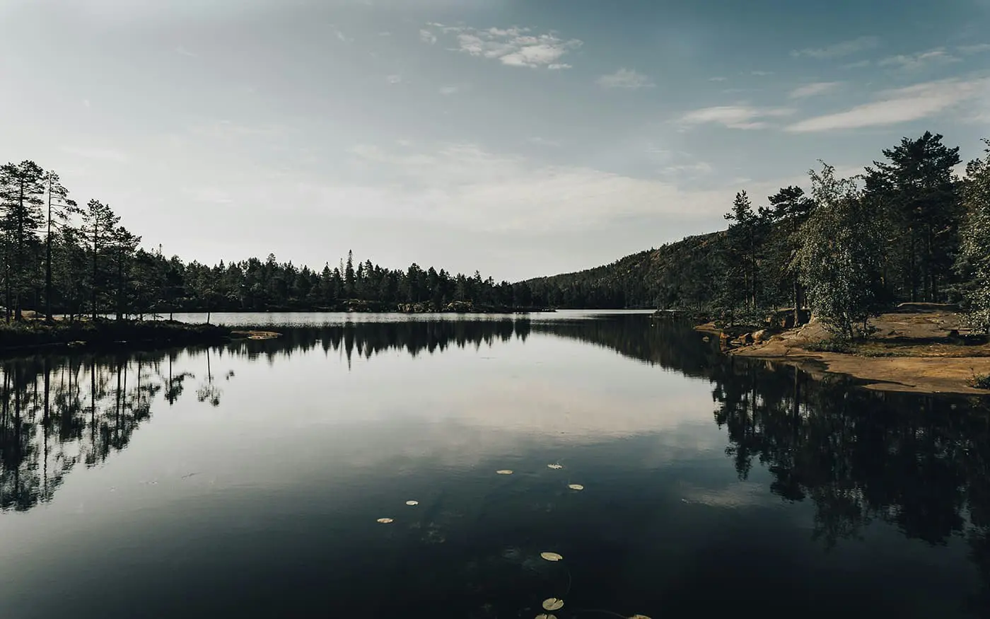 body of water surrounded by trees