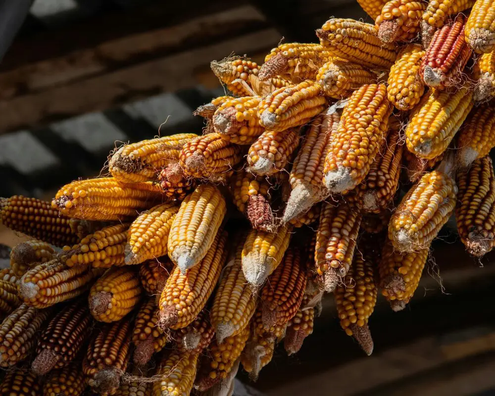 bunch of fresh corn hanging together from ceiling