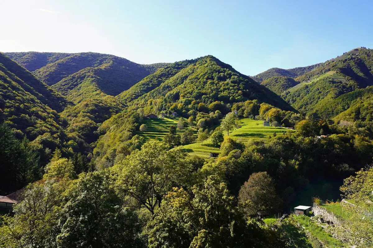 lush green landscape