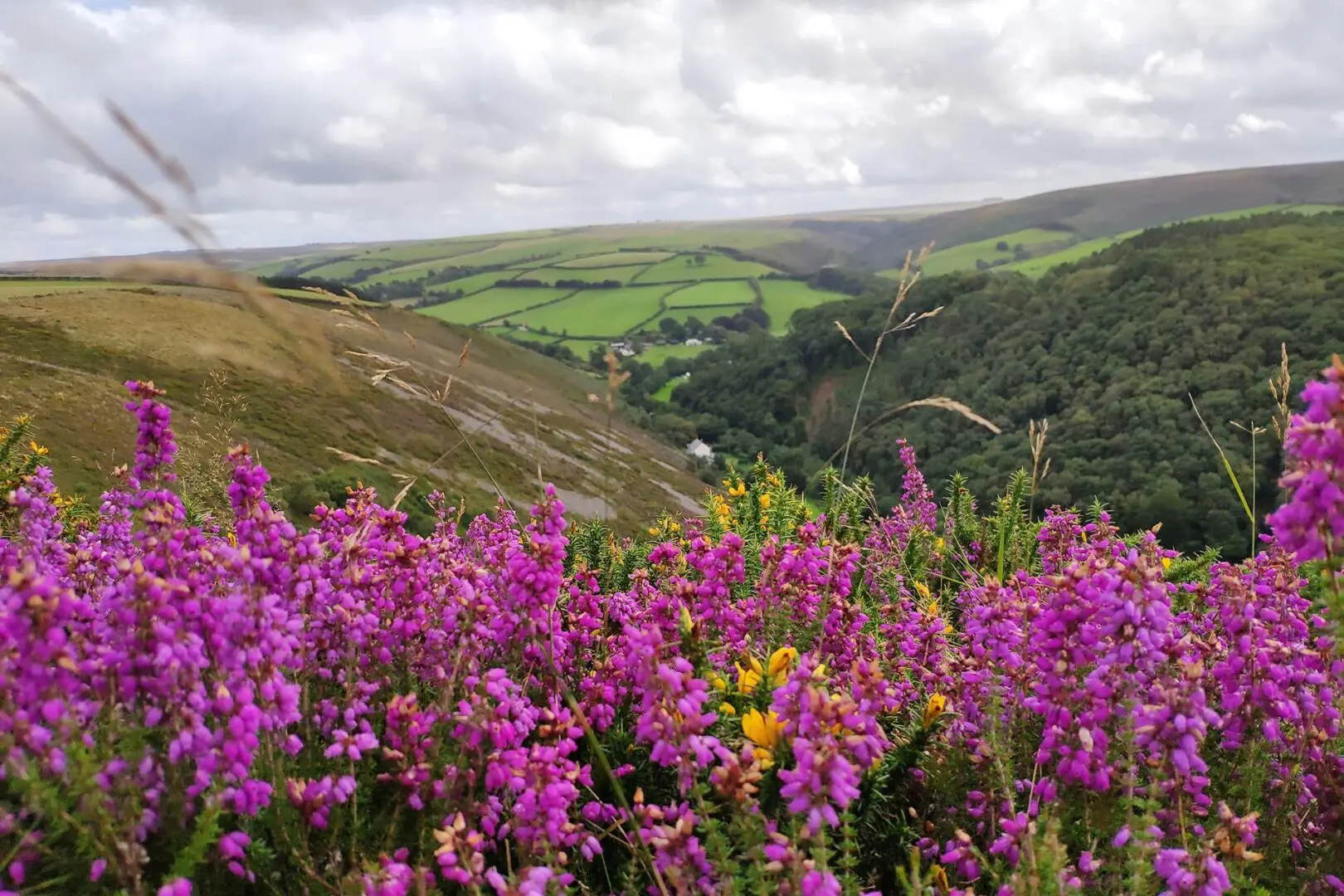 Grassy hills with purple flowers in foreground