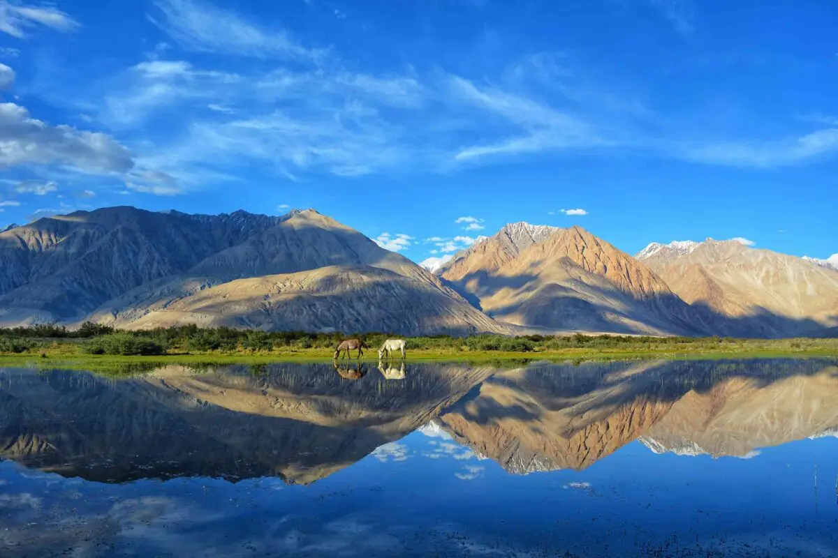 two horses grazing near body of water