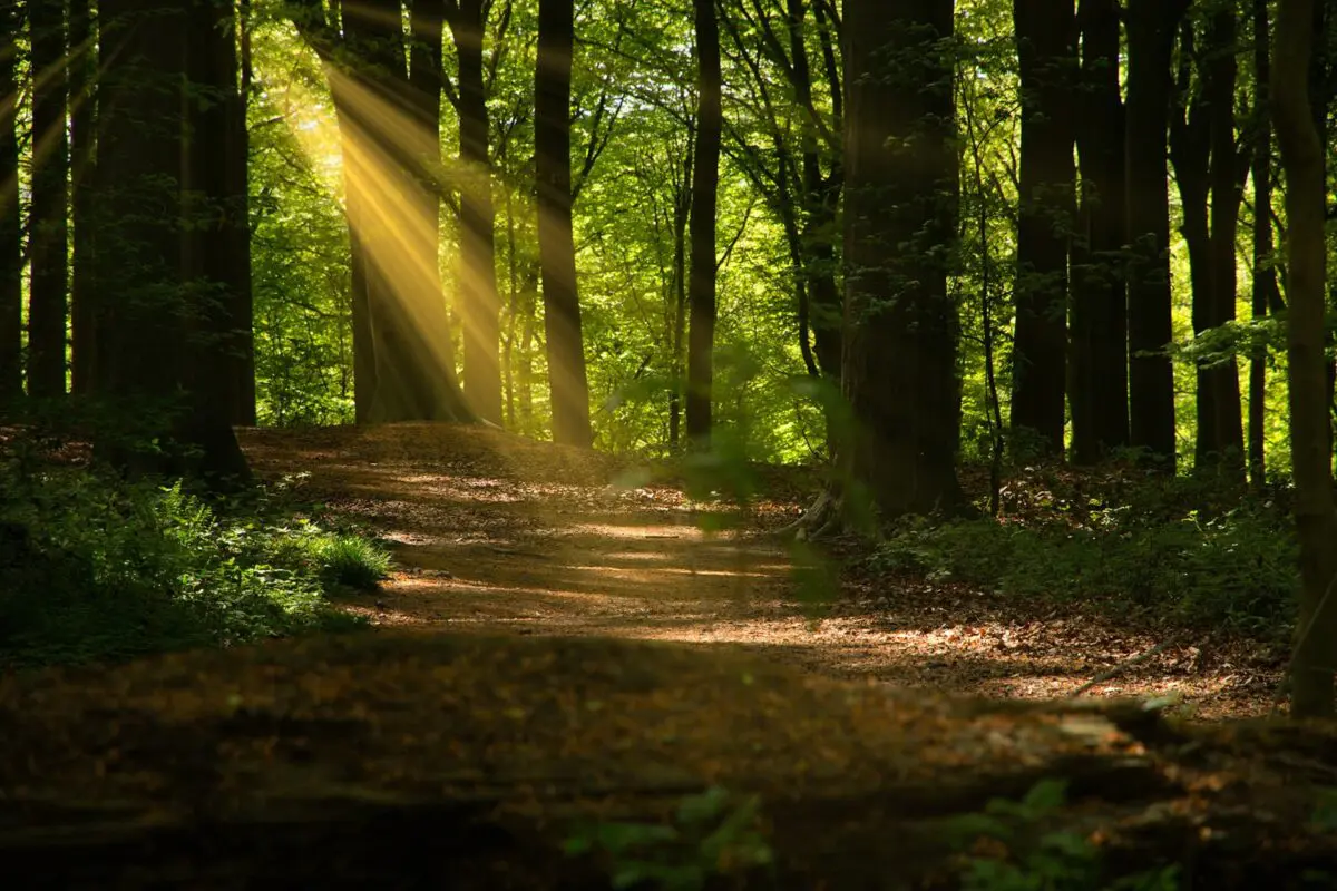 Sun shining through trees onto forest path