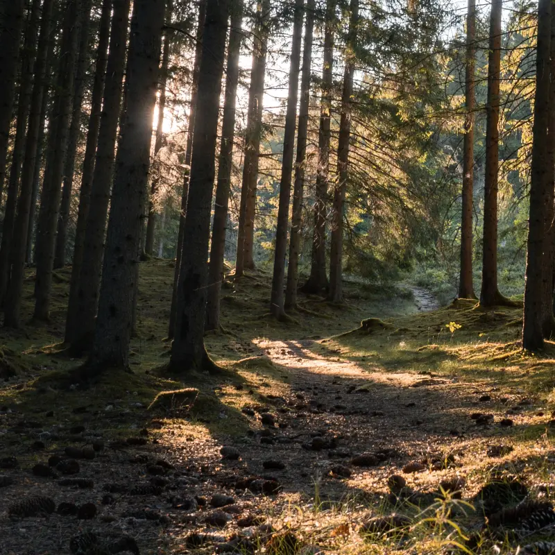 Forest trail in Sweden