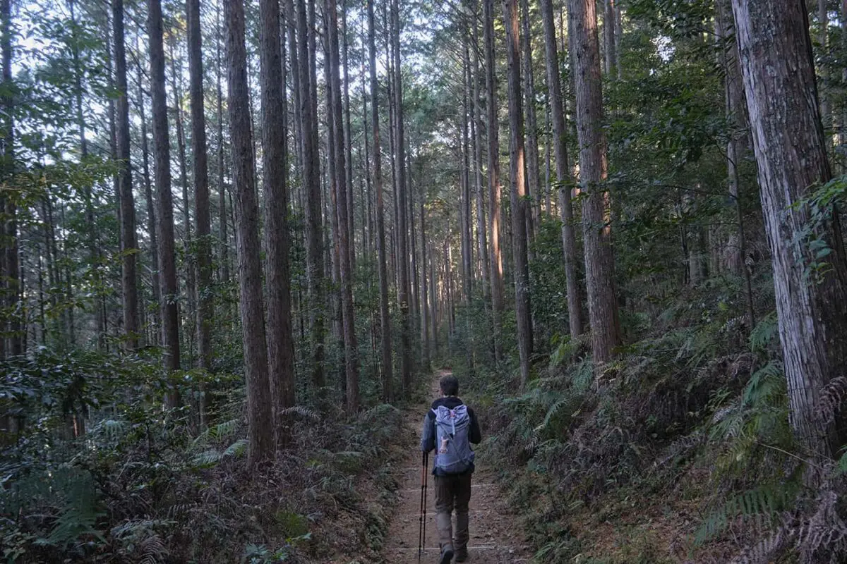 person hiking on forest path between tall trees