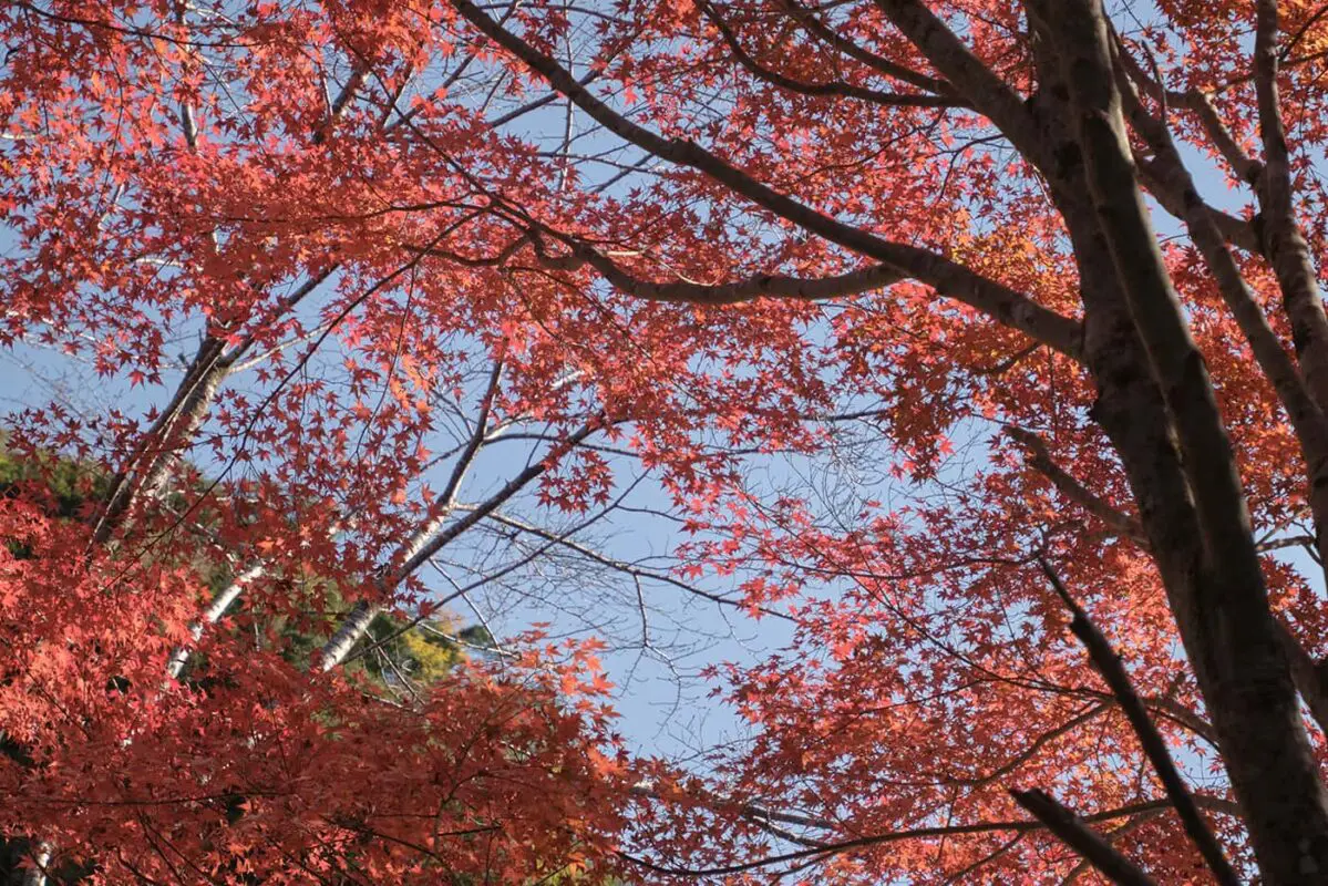 red blossom trees