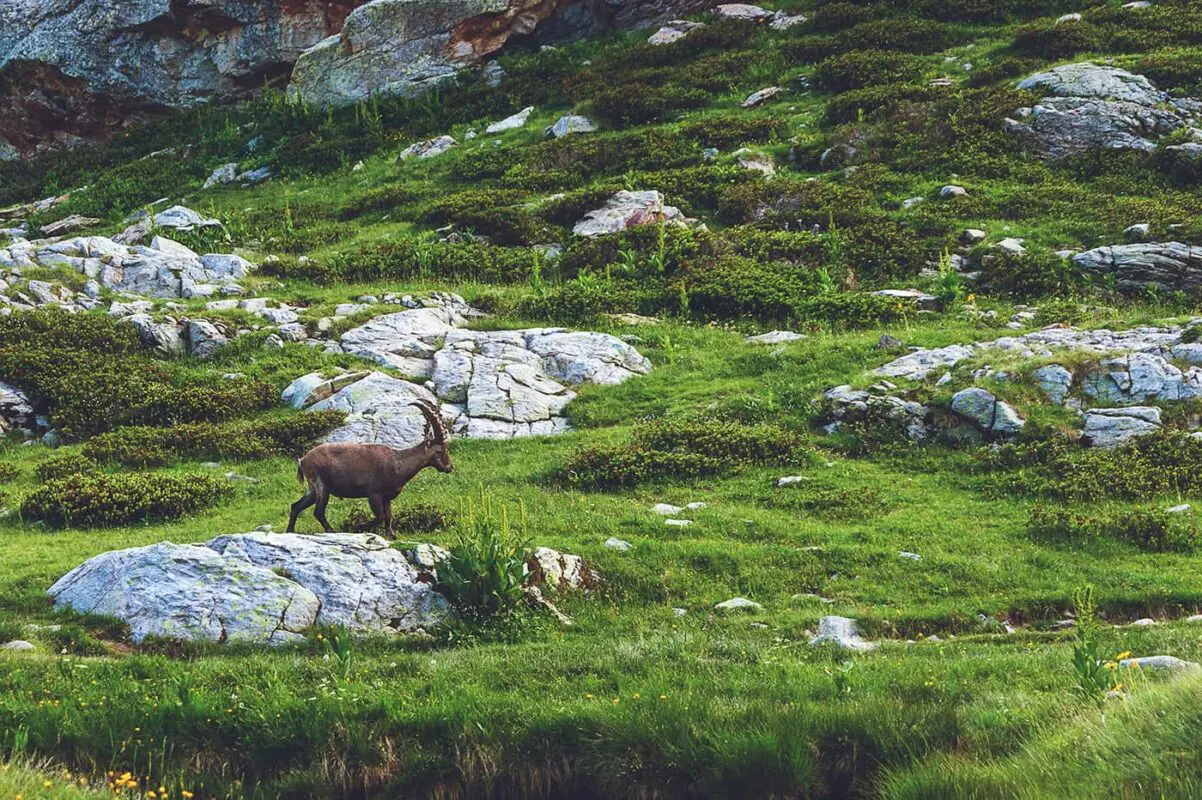 male ibex in green landscape