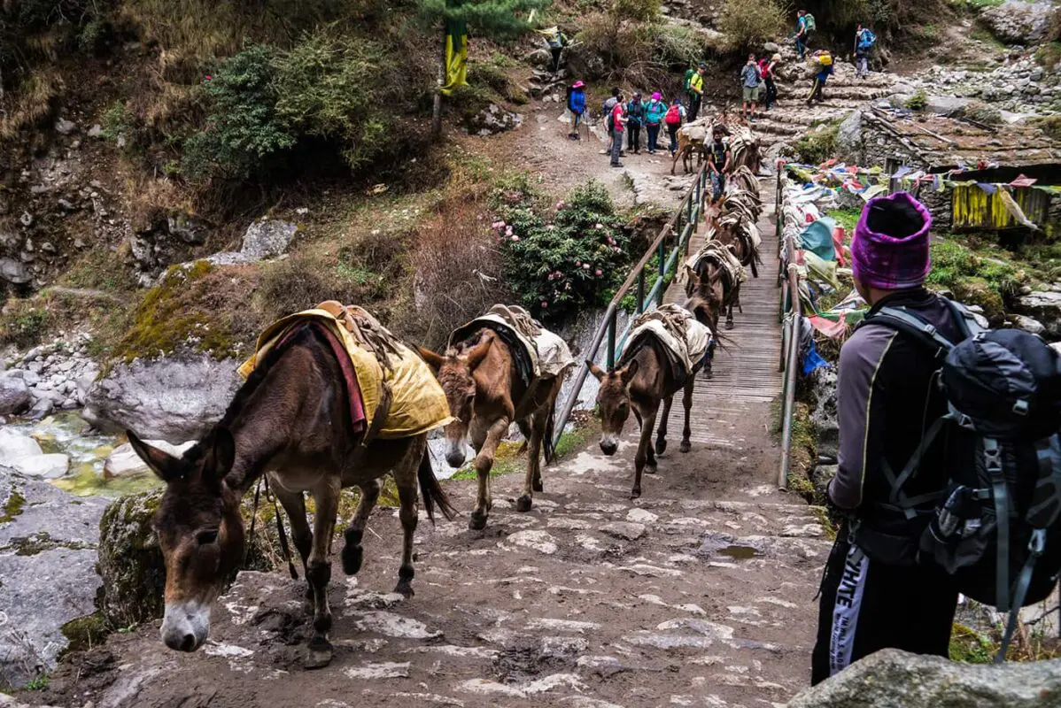 donkeys crossing wooden bridge