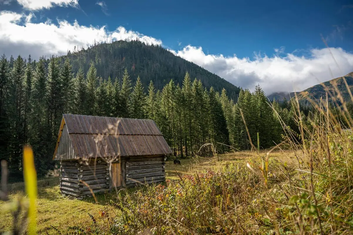 small wooden cabin in forest