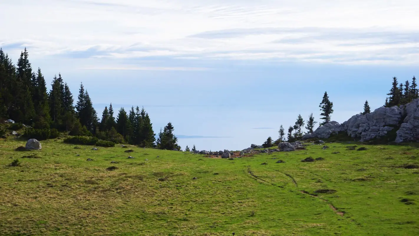 Grassy field with trees on cloudy day