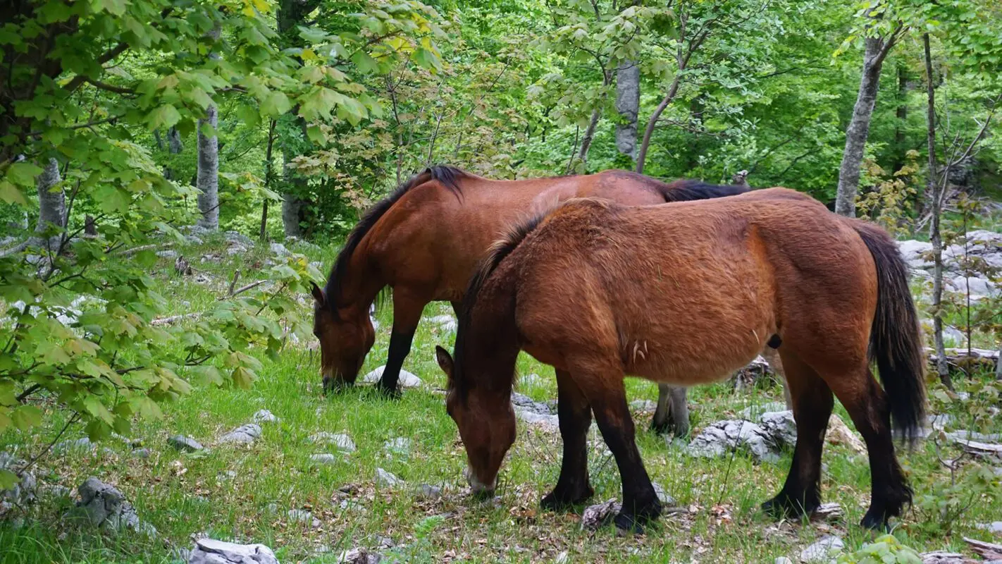 Two horses eating grass