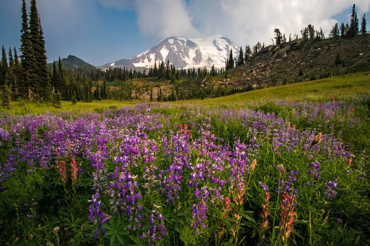 lush green landscape with purple flowers in foreground