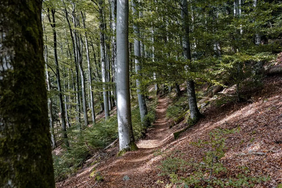 small path in green forest