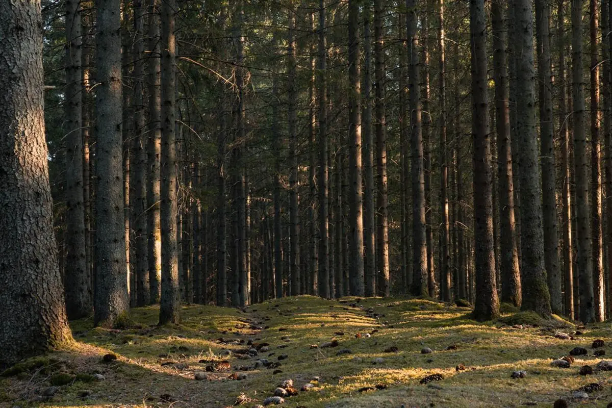 light peaking through forest