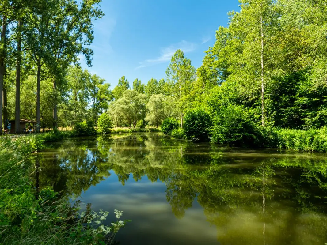 Body of water near lush green forest