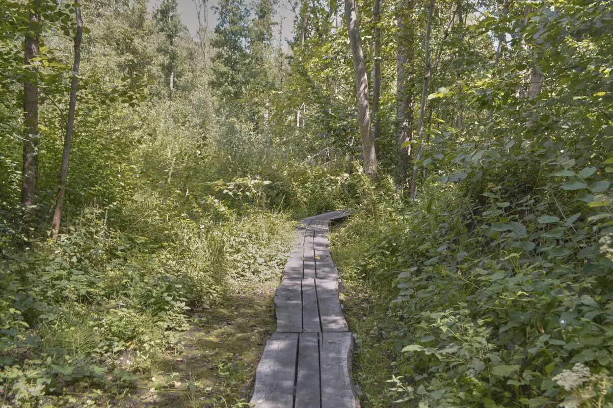 Wooden planks forming a walking path in muddy forest
