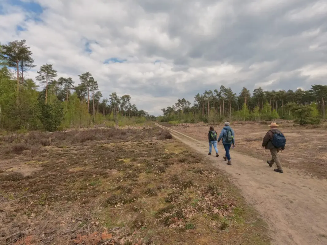 three persons hiking on gravel path near forest