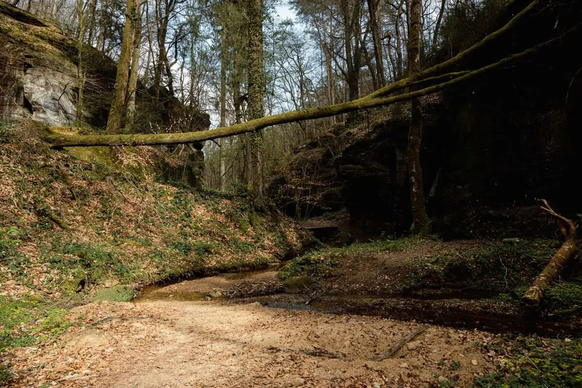 dried up river with fallen trees