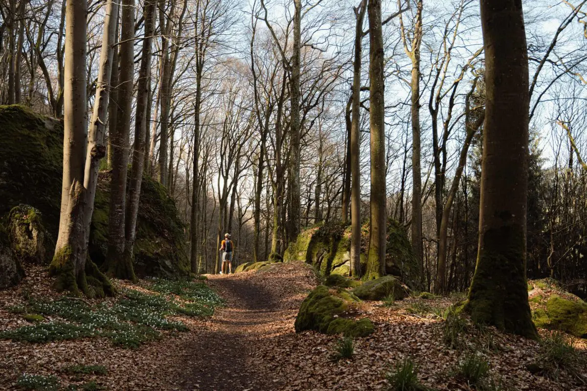 person walking on forest path in autumn