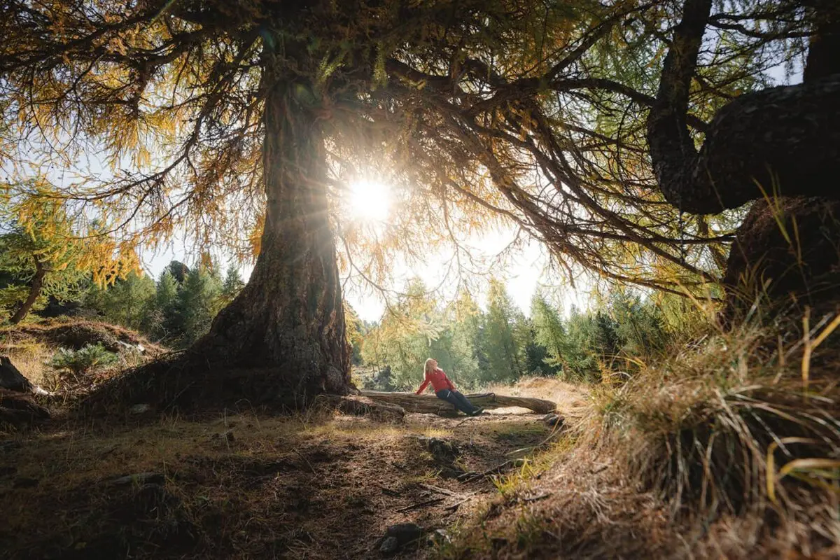 women sitting on tree branch in the shadow