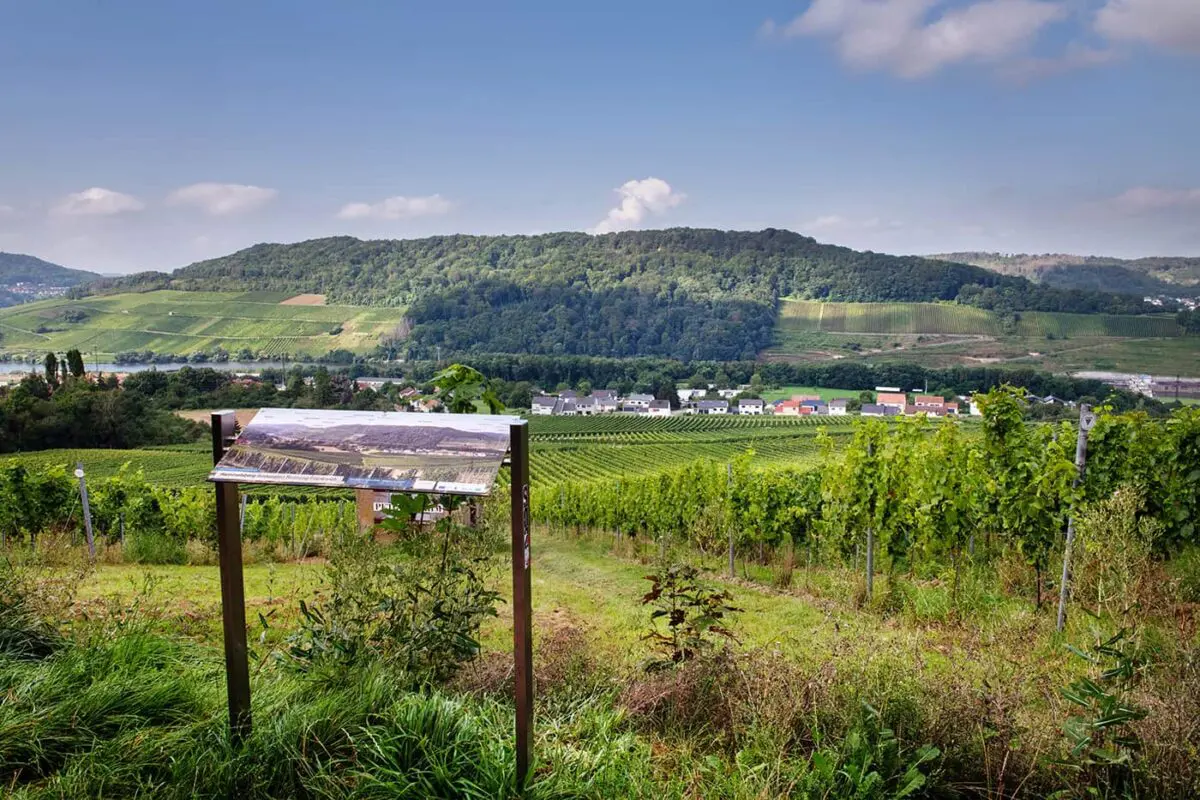 Panoramic view of green landscape with wine field in the foreground