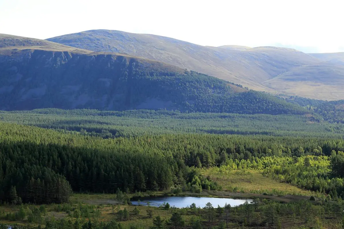 lush green landscape with hills in background