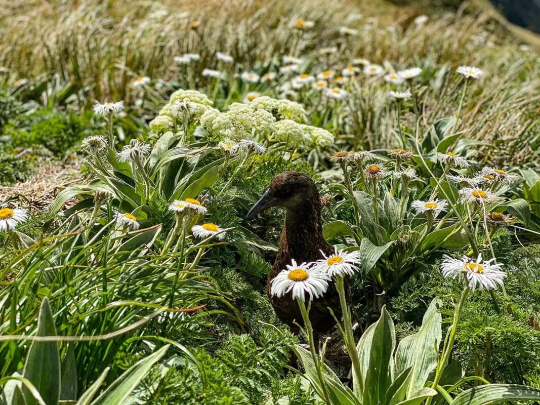 duck between grass and flowers