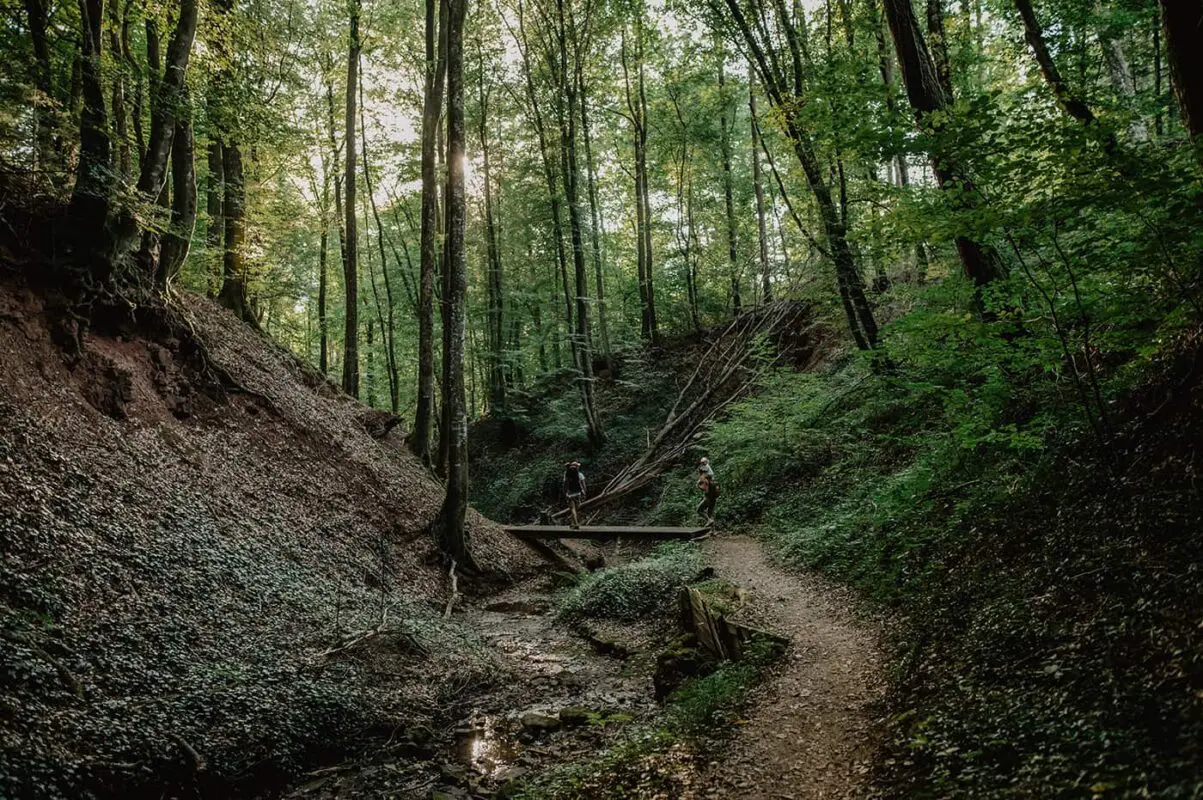 family hiking in forest