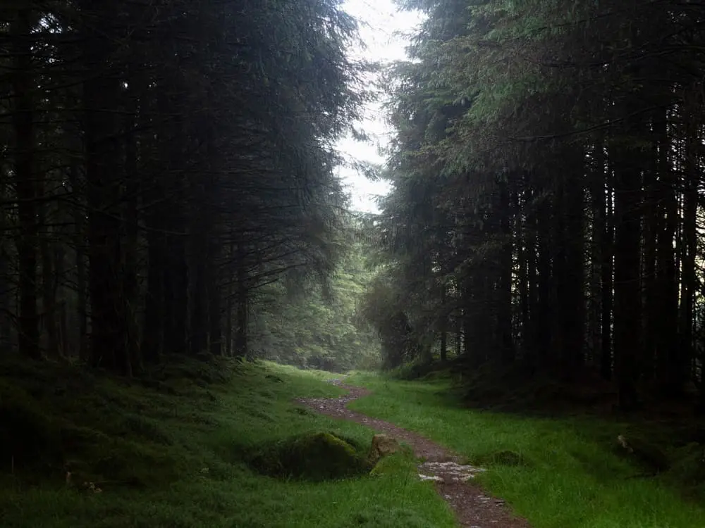 dark forest path