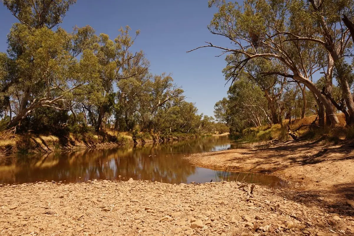 small river sided by trees
