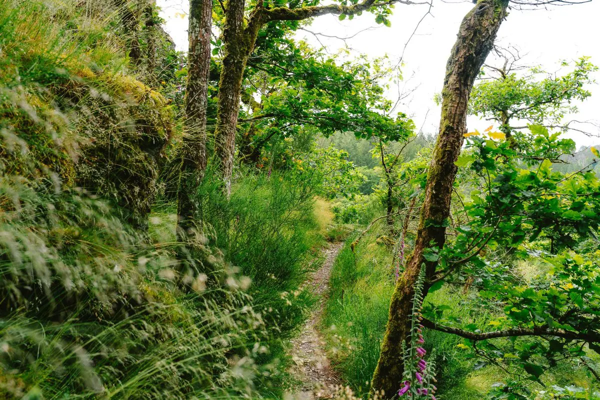 Lee Trail framed by trees and shrubbery