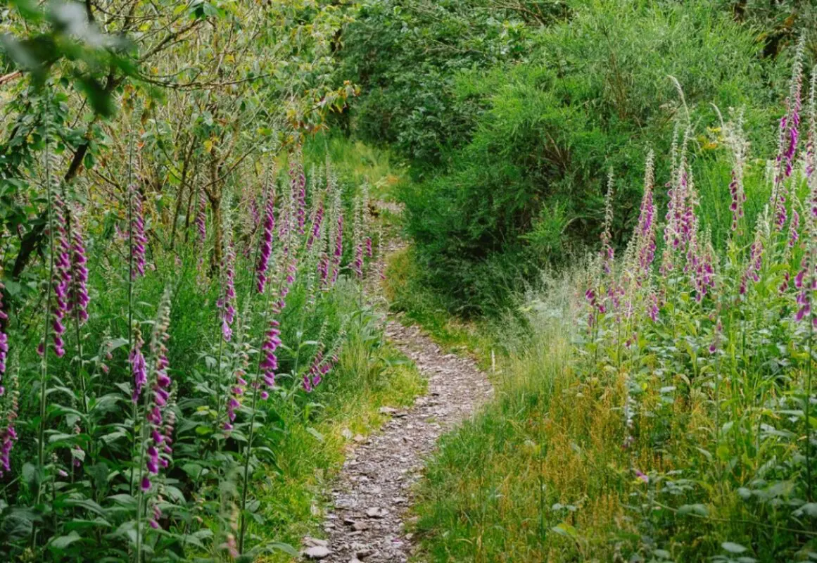 Flowers around the Lee Trail path