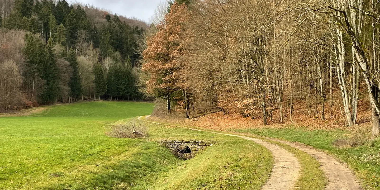 twisting unpaved road in forest