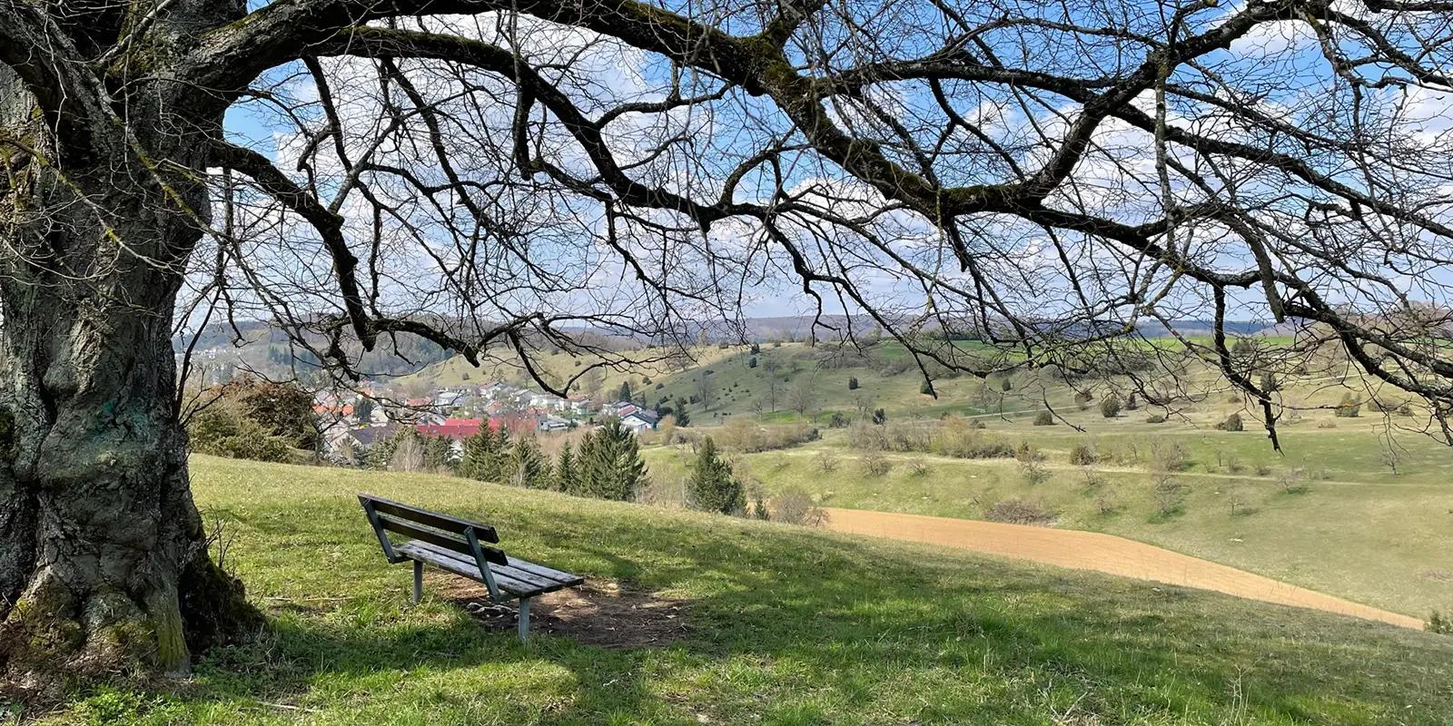 bench underneath tree on vantage point