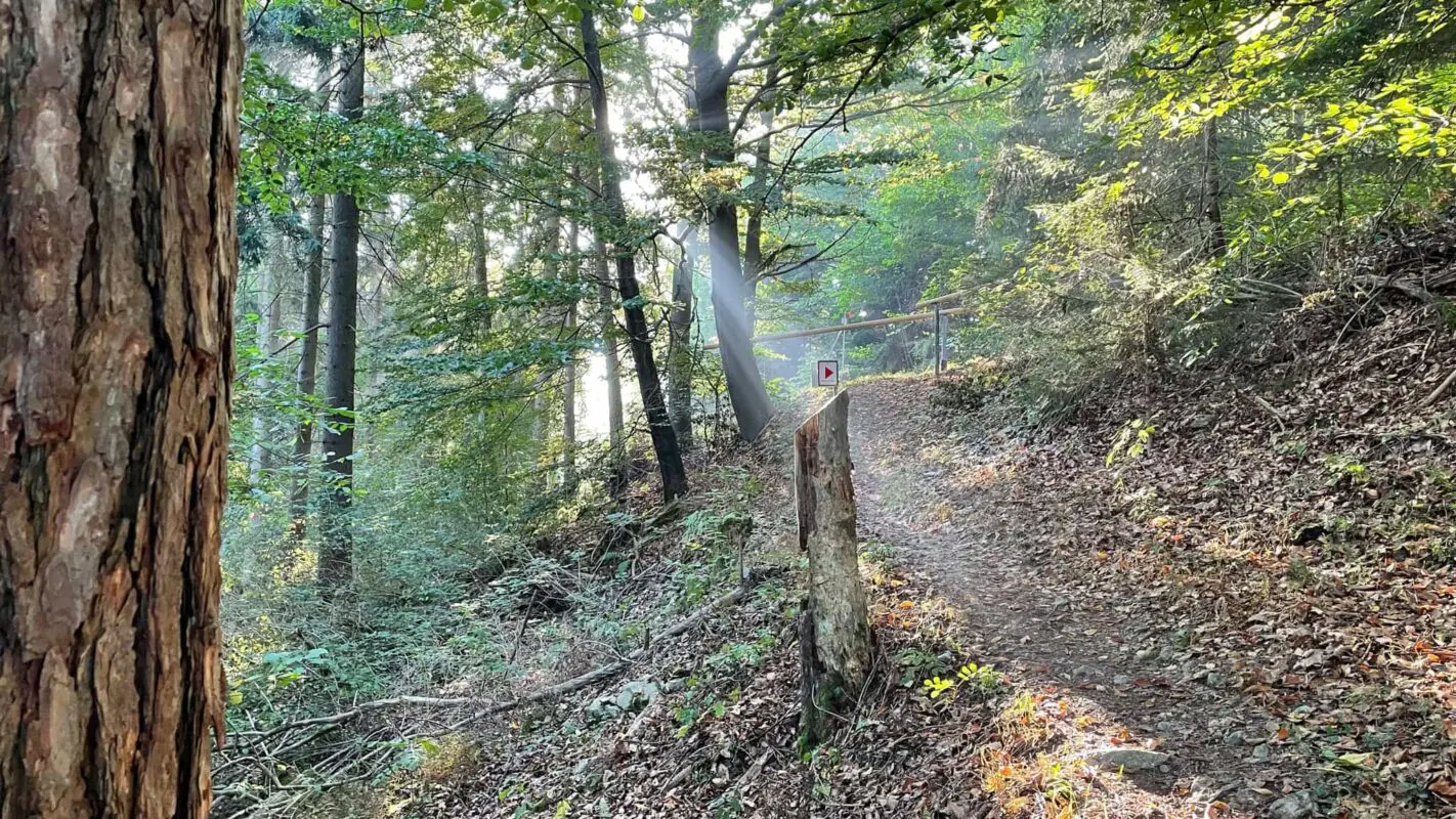 light shining through through trees onto forest path