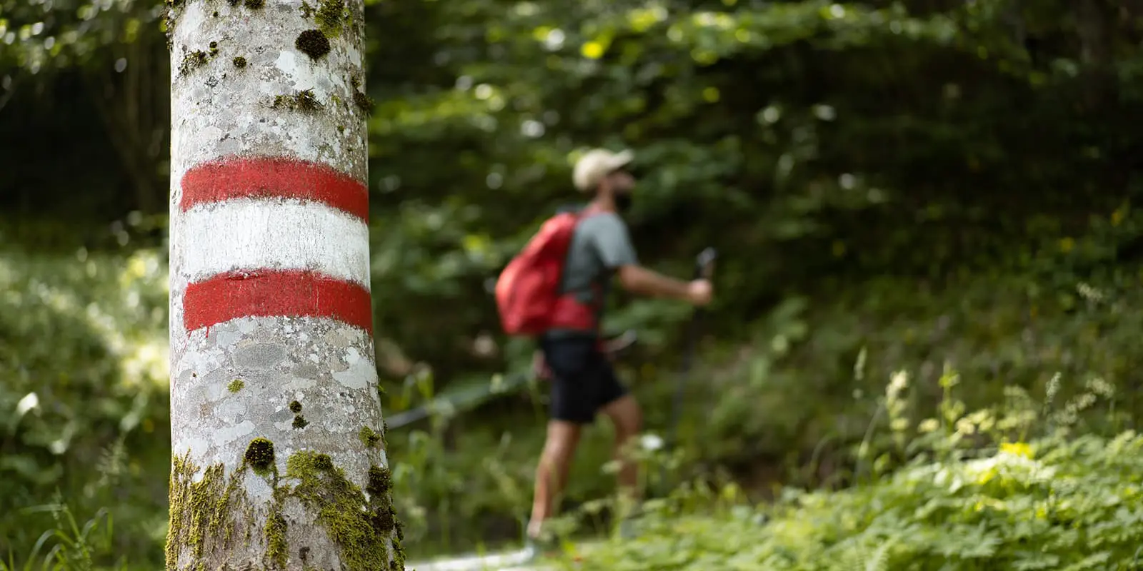 trail sign on tree with person hiking in the background