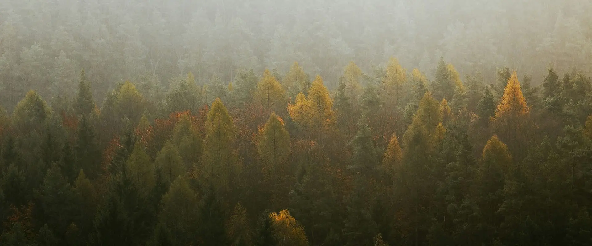 forest in autumn covered in mist
