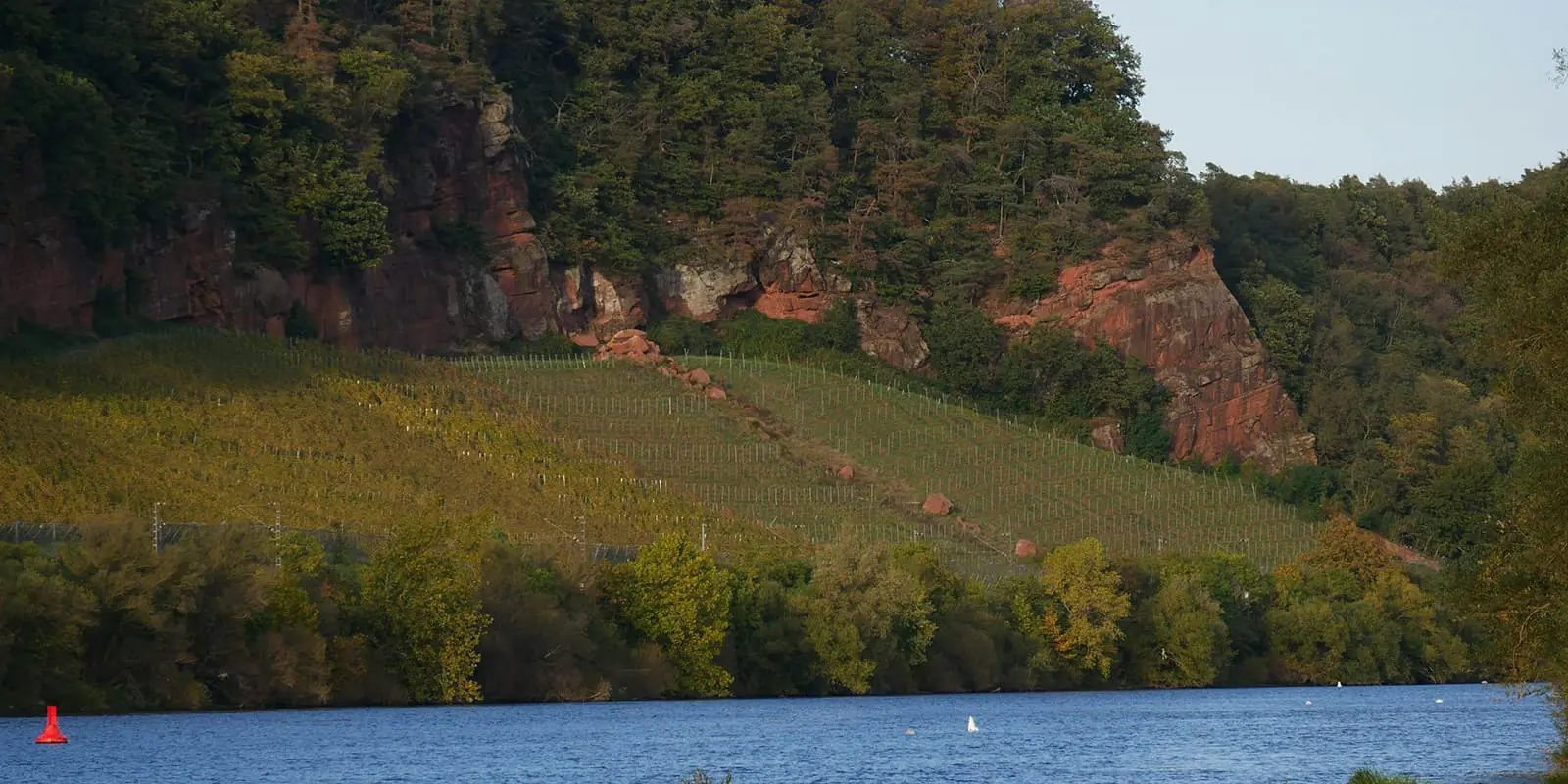 vineyards on hill in Eifel, Germany