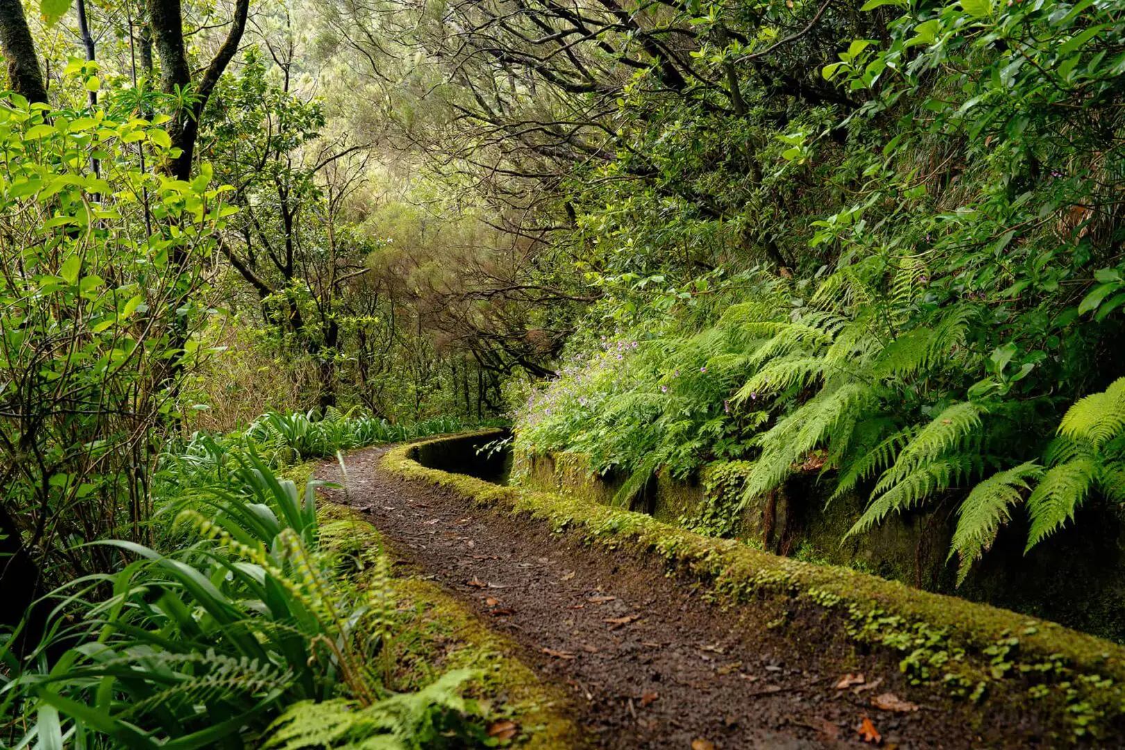 small pathway next to levada in forest on madeira