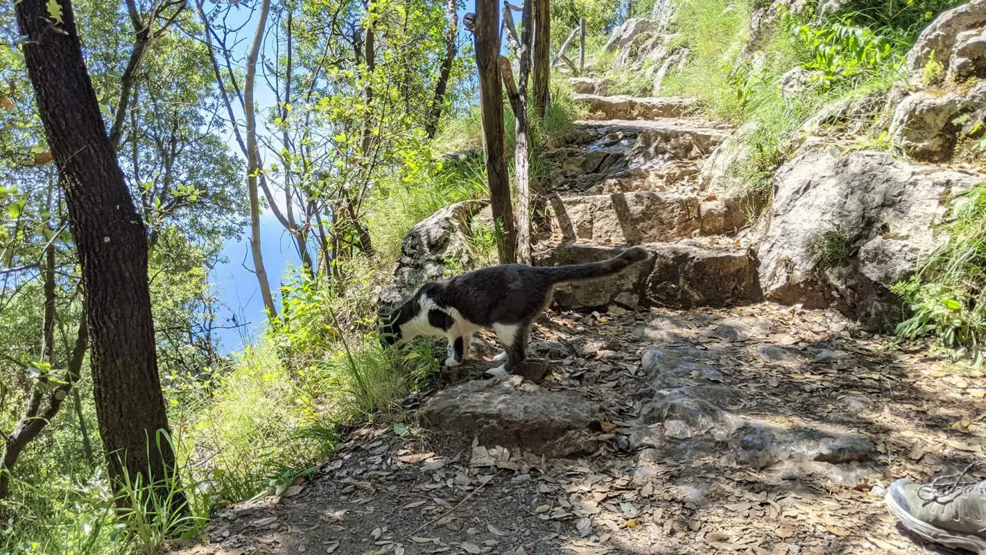 cat on hiking trail