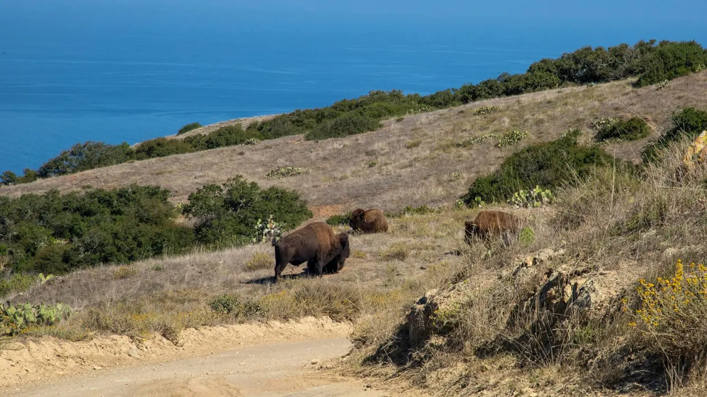 Bisons grazing near dirt road and ocean