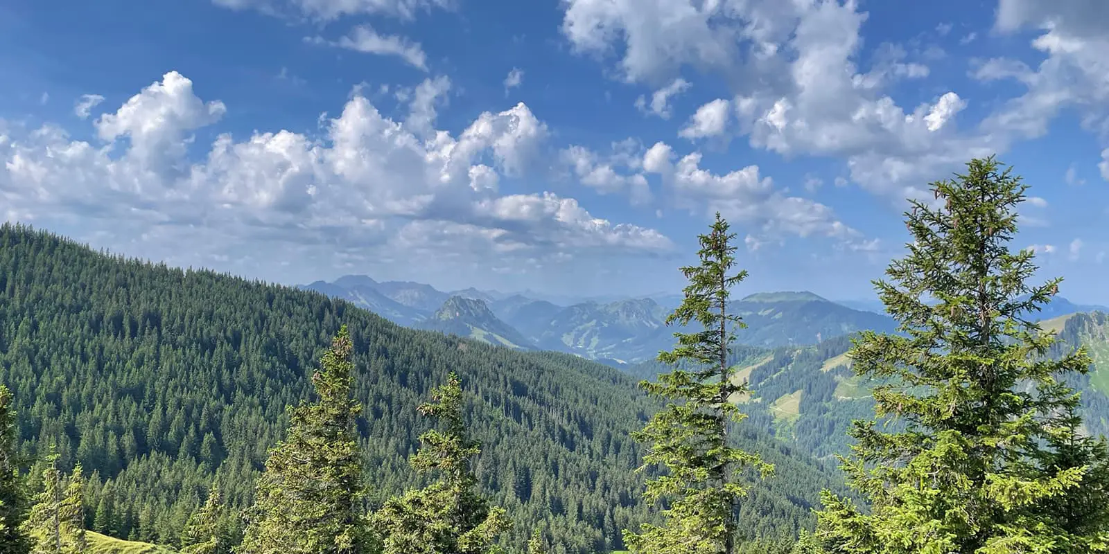 panoramic view of forest in the german alps