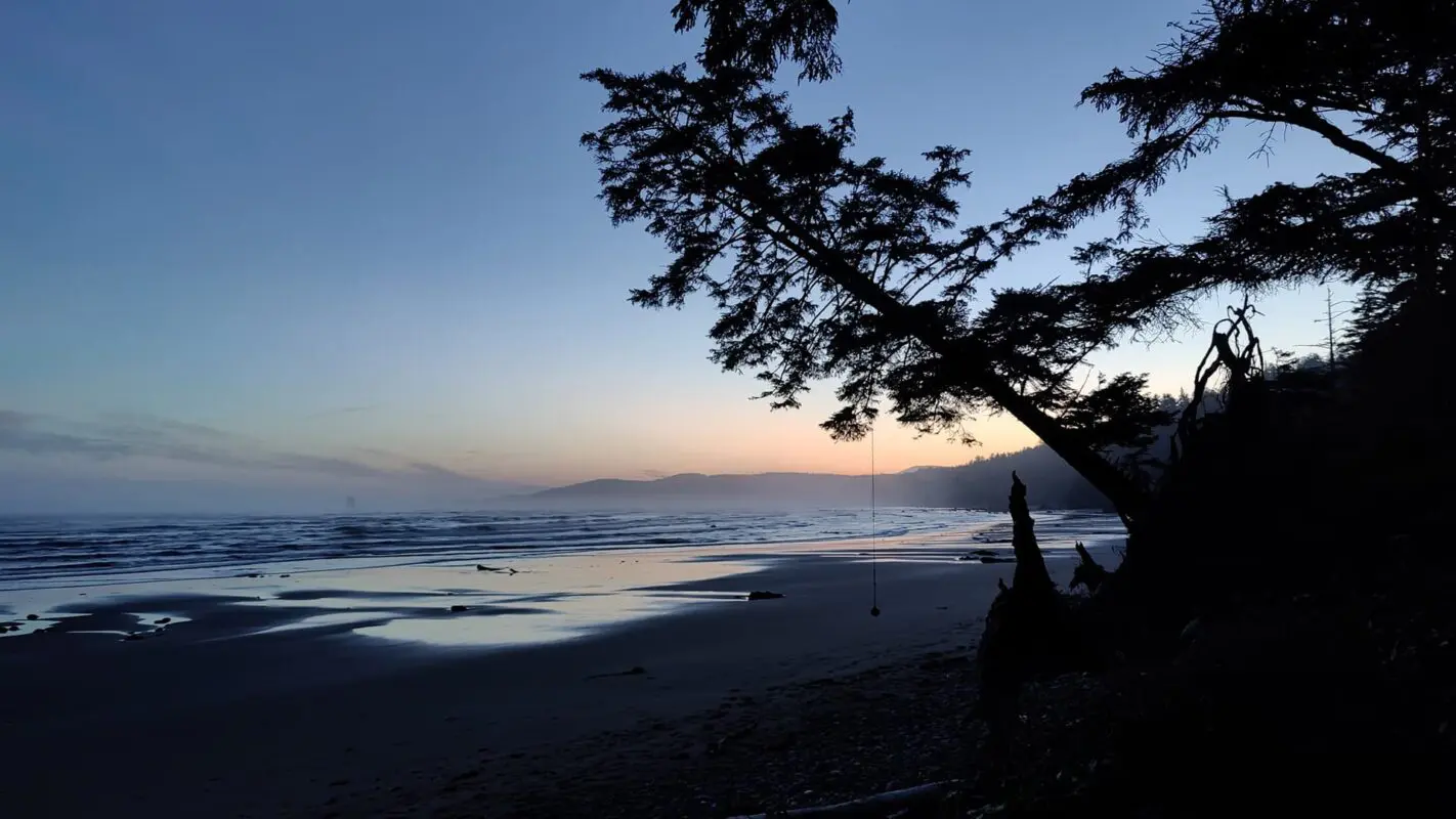 silhouet of hanging tree near beach