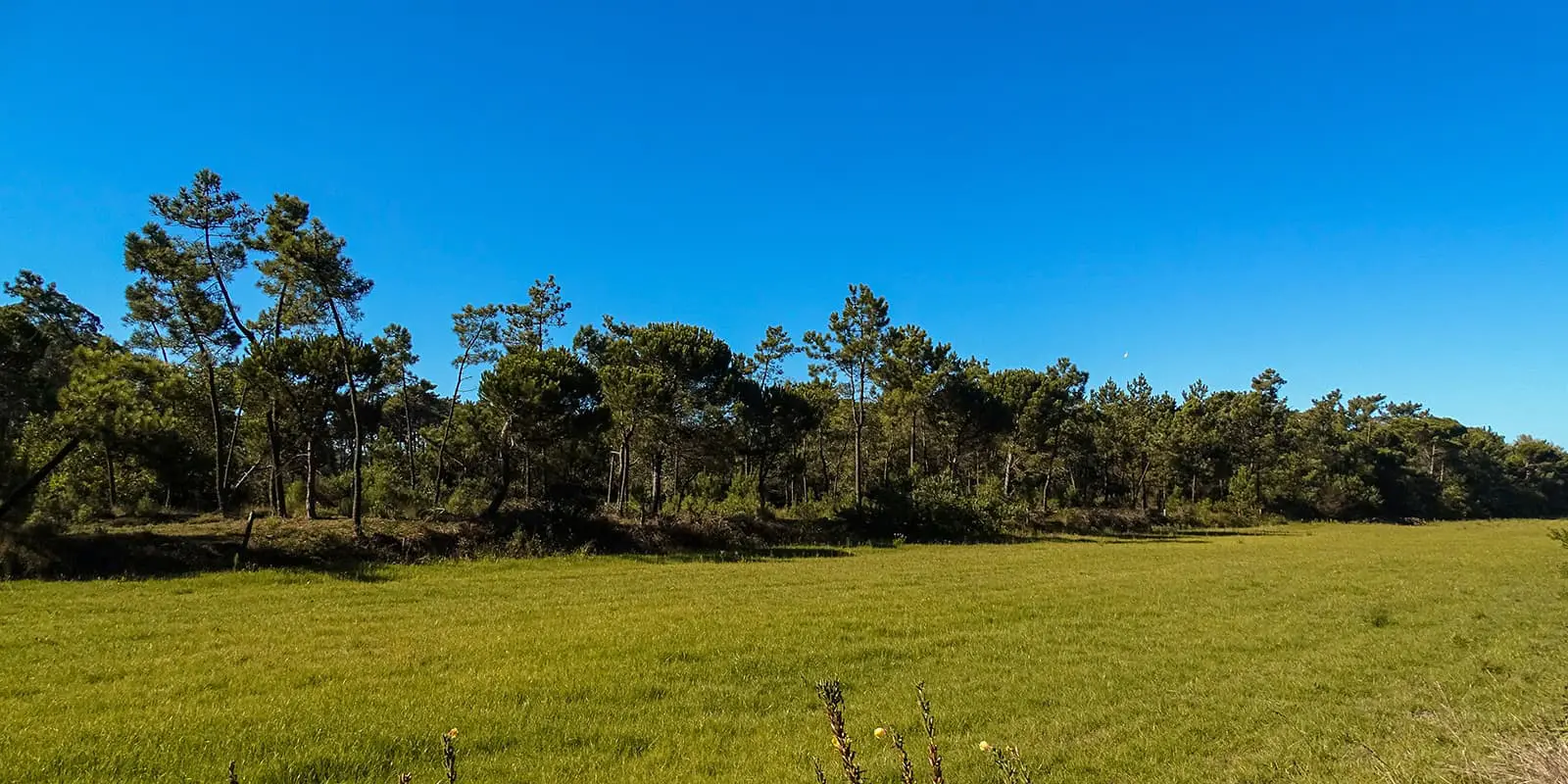 grassy field with trees in background