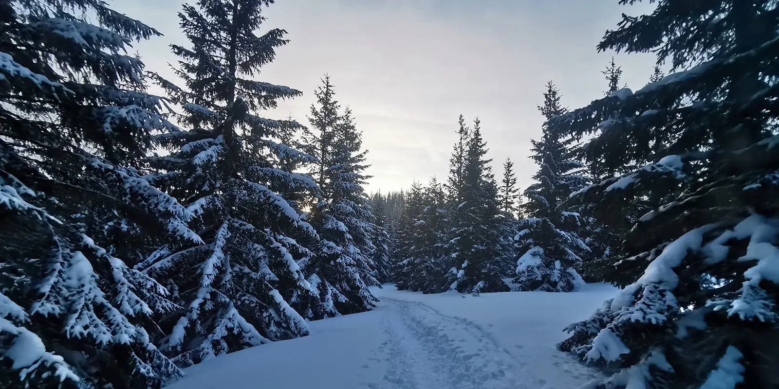 snow covered trees in Poland