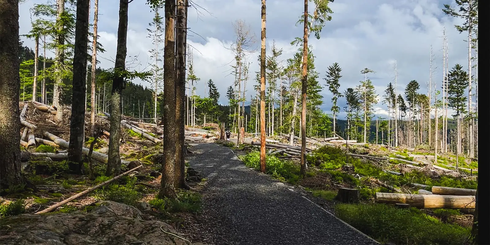 Sumava trail leading into forest